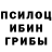Галлюциногенные грибы Psilocybine cubensis Sadullah Saduleke