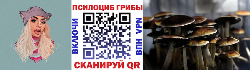 Купить  Губкин  Псилоцибиновые грибы прущие грибы 